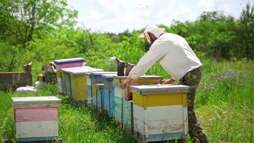 Apiarist among beehives. Professional beekeeper looking on bees in apiary