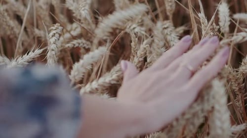 Woman's Hand Touching Wheat in a Rural Field