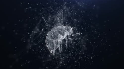 4K Plexus Fly