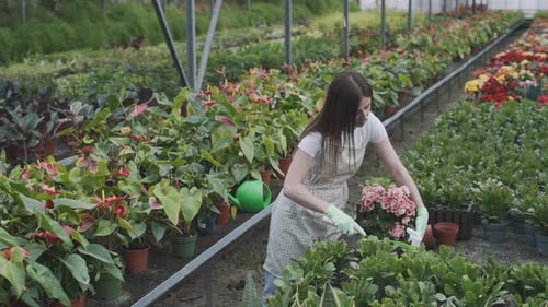 Woman Gardening in Greenhouse Transplanting Flowers
