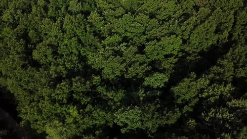 Aerial Top View of Summer Green Trees in Forest Background, Caucasus, Russia.