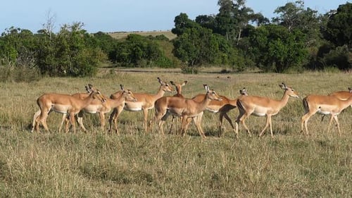 980448 Impala, aepyceros melampus, Females, Masai Mara Park in Kenya, slow motion