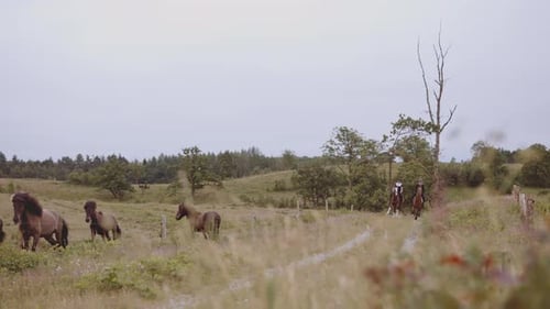 Open Field With Equestrians Mounted in Horses With View of Herd of Horses