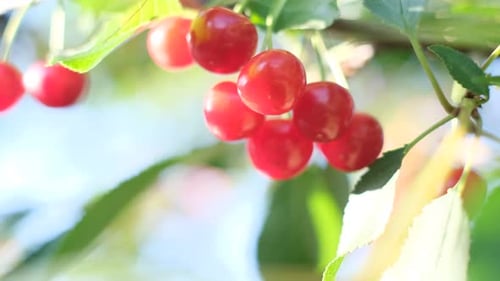 Red and Ripe Cherries on a Branch Before Harvest in Early Summer
