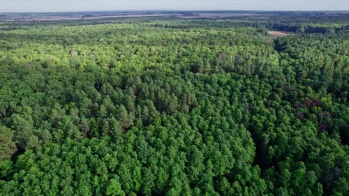 Aerial View of Forest Natural Green Background