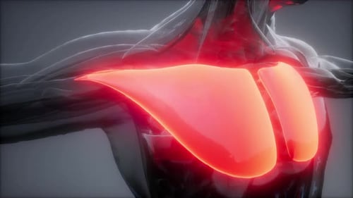 Futuristic 3D Human Pectoral Muscle Anatomy Animation