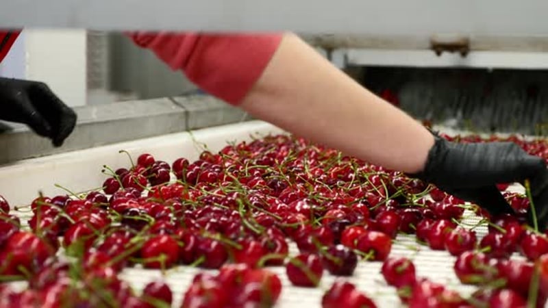 Candied Cherries Sorted by Hand at Food Factory, Industrial Stock ...