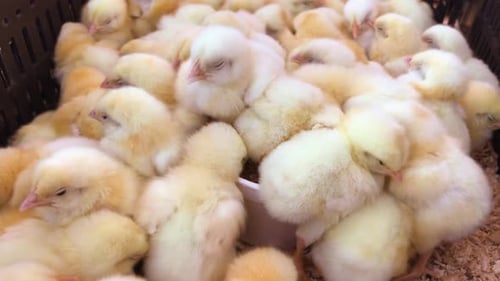 Close up yellow chicks on the floor