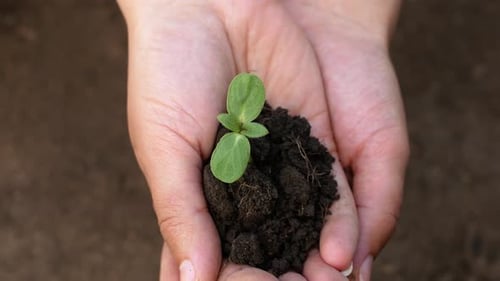 The farmer holds the sprout of the plant. Organic farming organic eco-farm in the hands