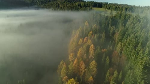 Deciduous conifer trees changed to yellow foliage in autumn in misty forest