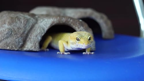 Gecko out of the cave