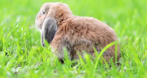 Brown Rabbit Grazing in Green Grass Field