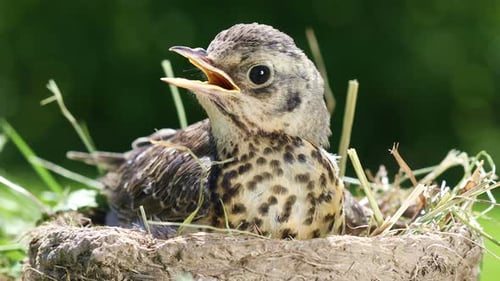 Speckled Baby Bird in Mud Nest