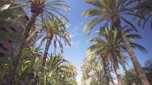 Palm Alley im Park. Spaziergang zwischen den Palmen im Park, Blick von unten nach oben