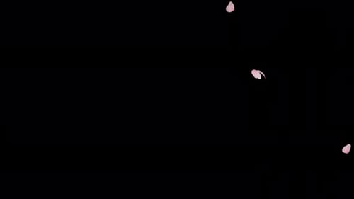 Cherry Blossom Fall 4K