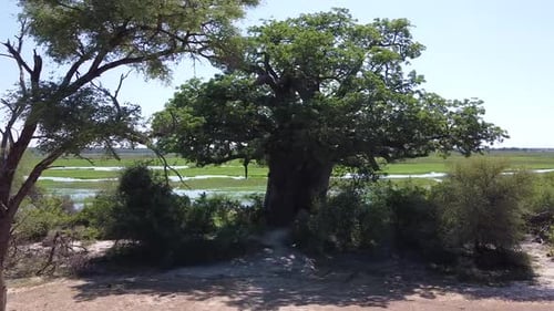 Un Drone s'écrase lors du tournage du plus vieux baobab de Namibie, chute d'un Drone
