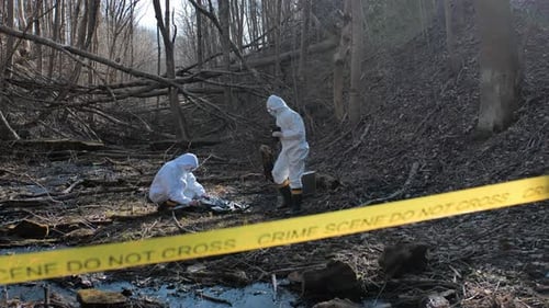 Forensic specialists working in the forest. Crime scene and police concept.