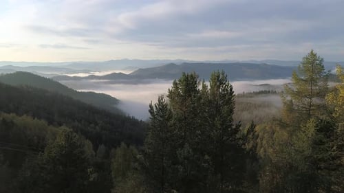 Flying near Trees to Mountain Foggy Landscape