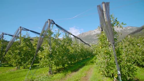 Rows of Apple Trees Stretch Along Grass Aisles on Plantation