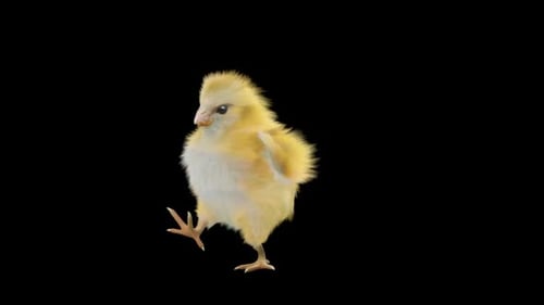 Cute 3D Baby Chick Walking and Waving Animation