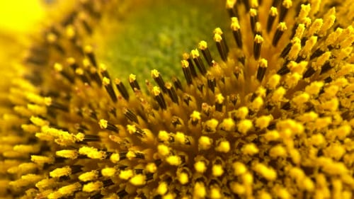 Macro Sunflower Head Rotation