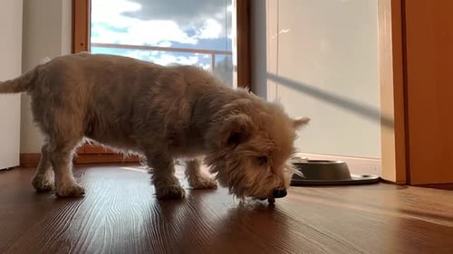 Dog eating briquettes (slowmotion)
