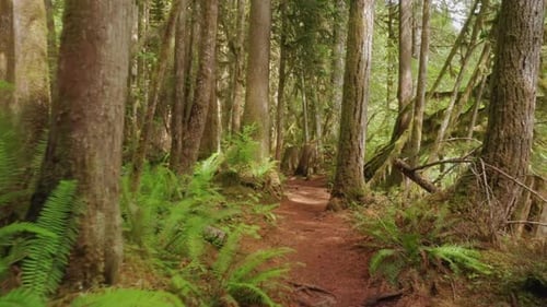 Tourist Eye View Shot of Cinematic Hiking Trail in Rainforest National Park