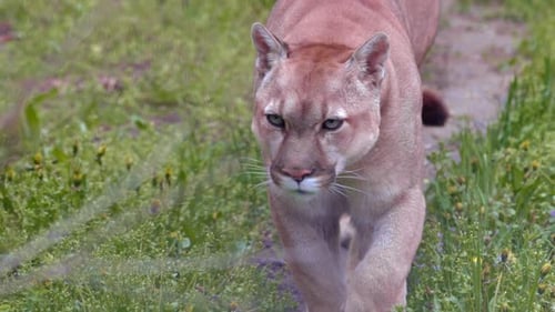 Beautiful Puma in Spring Forest