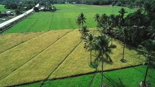 Flying Over Coconut Trees Among Rice Field