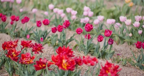 Beautiful Tulips Blooming on Flowers Plantation