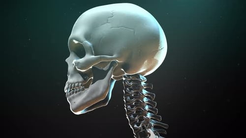 Animated 3D Human Skull and Cervical Spine Medical Visualization