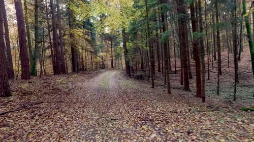 Walking in the middle of forest full of colourful trees in autumn, Poland