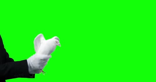 Gloved Hands Holding a White Dove on Green Screen