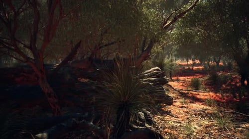 Australian Outback Woodland with Eucalyptus Trees and Red Earth