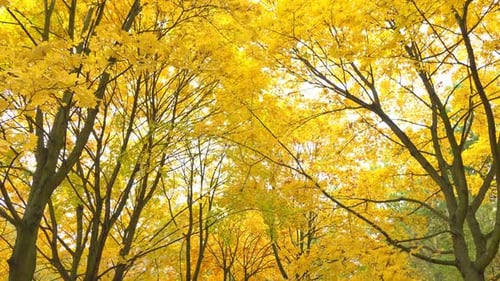 Autumn