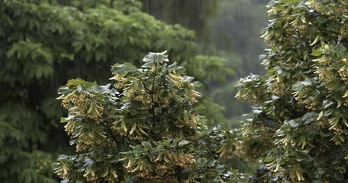 Rain Falling on Trees in Nature Setting