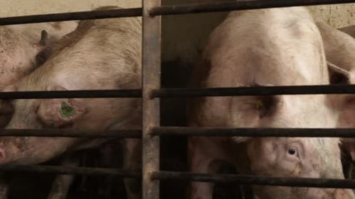 Pig farm with many pigs