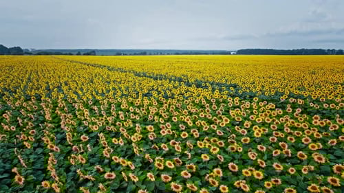 Aerial View of the Sunflowers Field