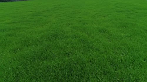 Green Grass