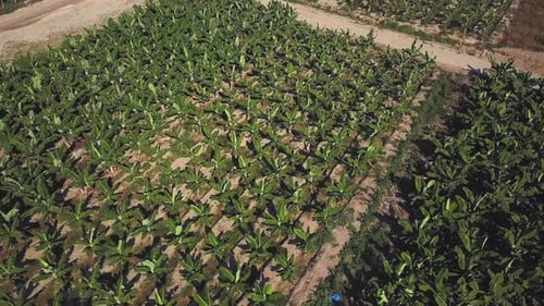 Green corn field on a hot summer day