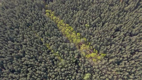 Green Summer Forest Background Aerial View