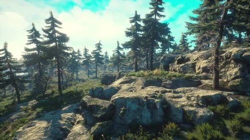 Pine Trees Fofest on High Green Mountains