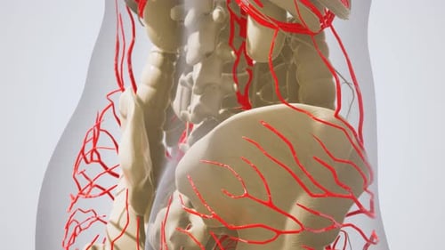 Science Anatomy of Human Blood Vessels