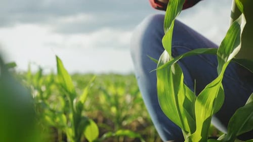 Farmer Inspects Corn Crop with Tablet