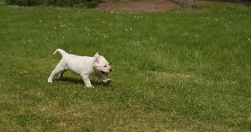 Yellow Labrador Retriever, Puppy running on the Lawn, Normandy in France, Slow Motion 4K