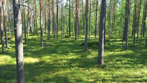 Bosque de verano