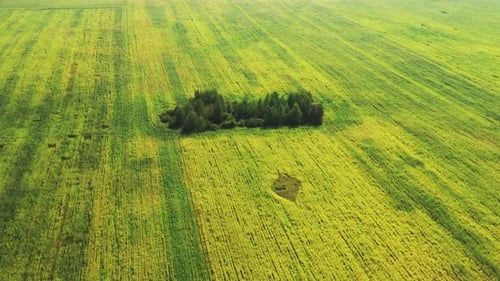 Aerial View Of Agricultural Landscape With Flowering Blooming Rapeseed Oilseed In Field Meadow In