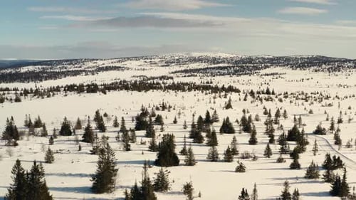 Snowy Mountain Forest
