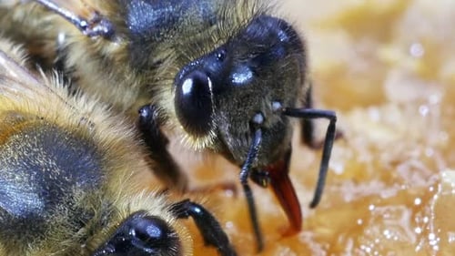 European Honey Bee, apis mellifera, Bee Licking Honey, Hive in Normandy, Real Time