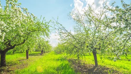 Bloom Apple Orch
